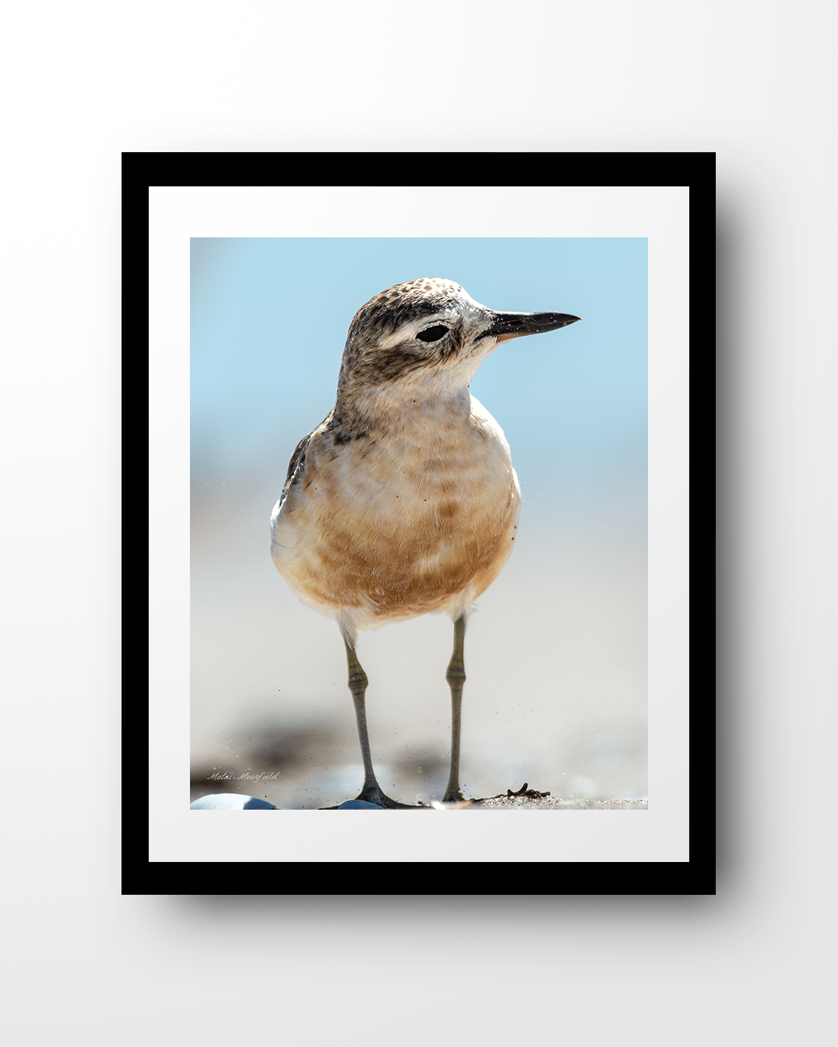 Dotterel Wildlife Print - New Zealand Bird Photography
